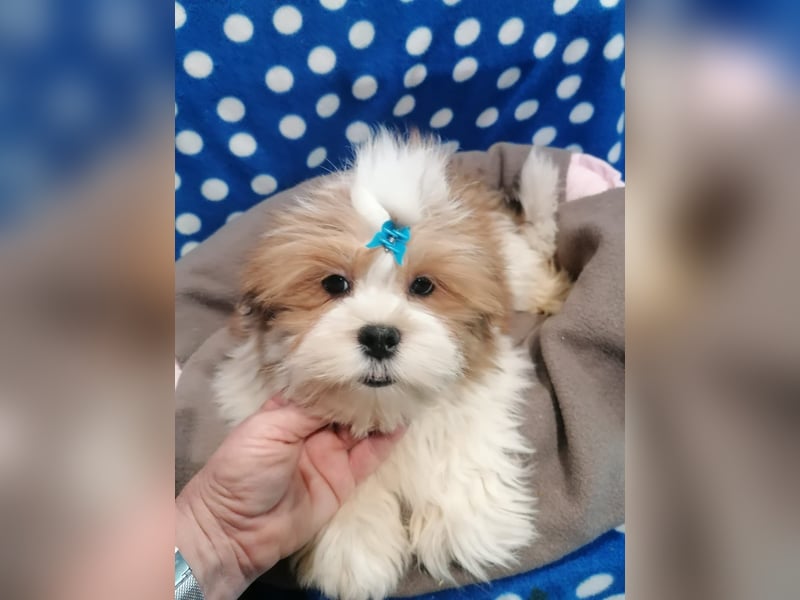 Lhasa Apso Welpen