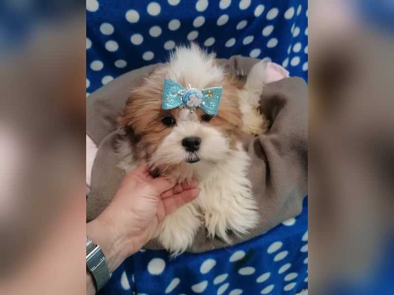 Lhasa Apso Welpen