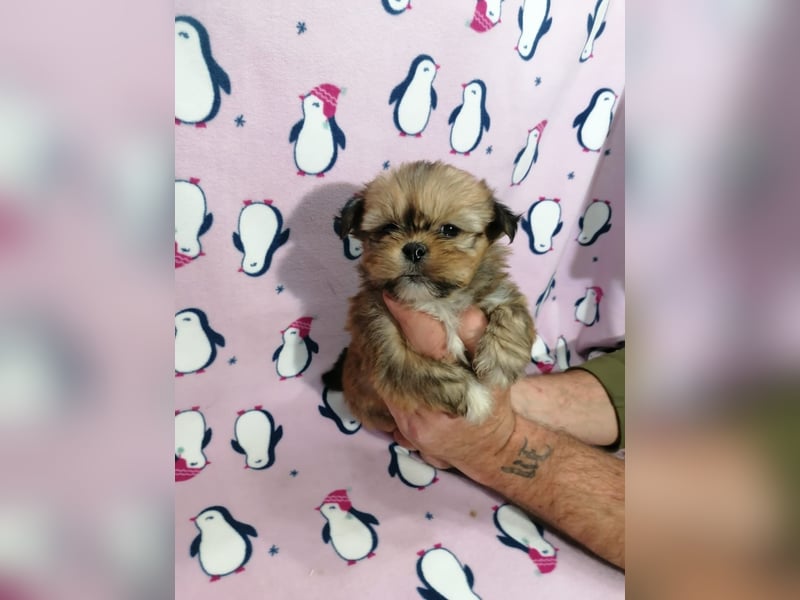 Lhasa Apso Welpen