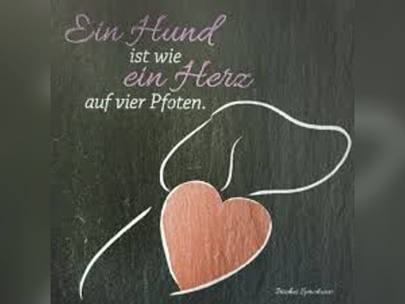 Liebevolle familiäre Betreuung für Ihren Hund