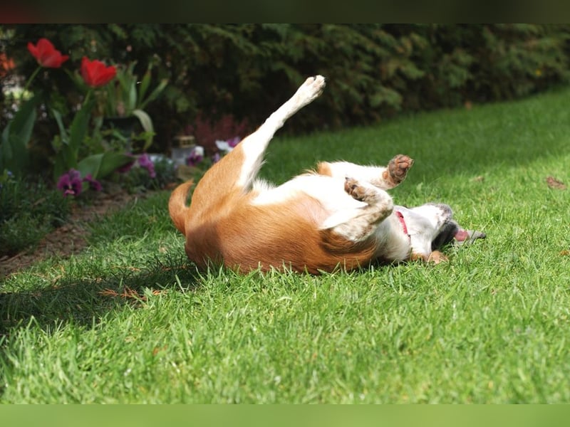 Liebevolle familiäre Hundepension hat noch Urlaubsplätze frei