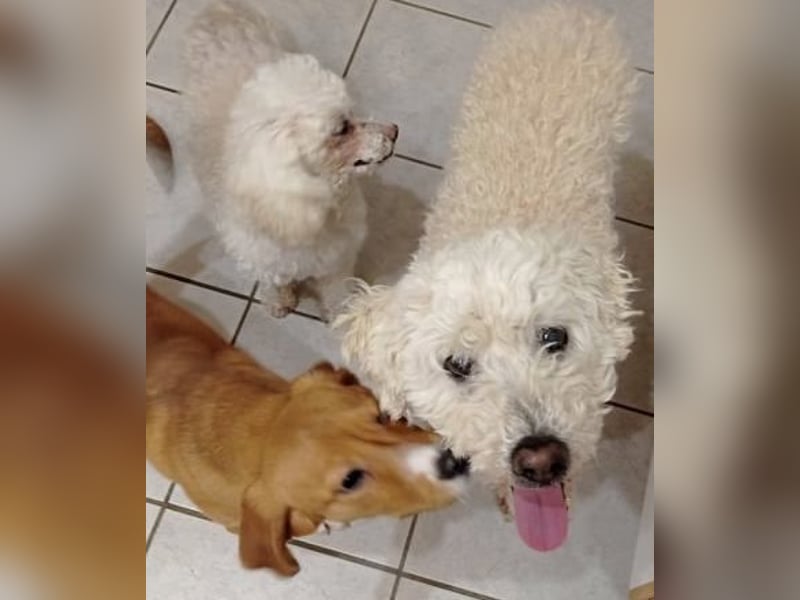 Liebevolle familiäre Hundepension hat noch Urlaubsplätze frei