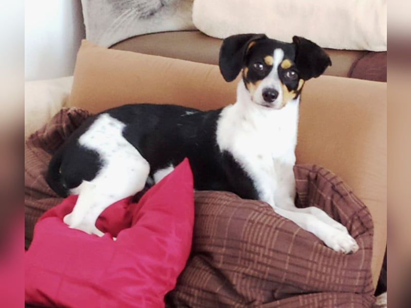 Liebevolle kleine Hundepension in 59199 Bönen hat Urlaubsplätze frei