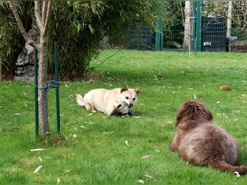 Liebevolle kleine Hundepension in 59199 Bönen hat Urlaubsplätze frei