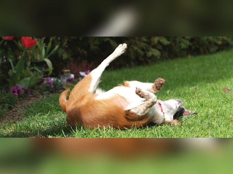 Liebevolle kleine Hundepension in 59199 Bönen hat Urlaubsplätze frei
