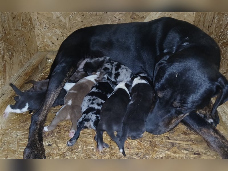 Louisiana Catahoula Leopard Dog Welpen