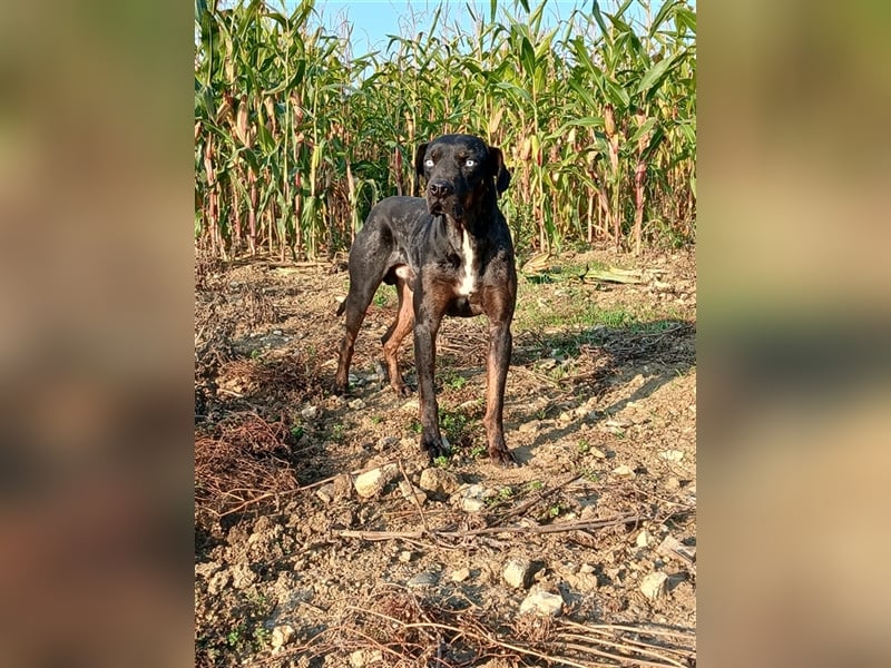 Louisiana Catahoula Leopard Dog Welpen