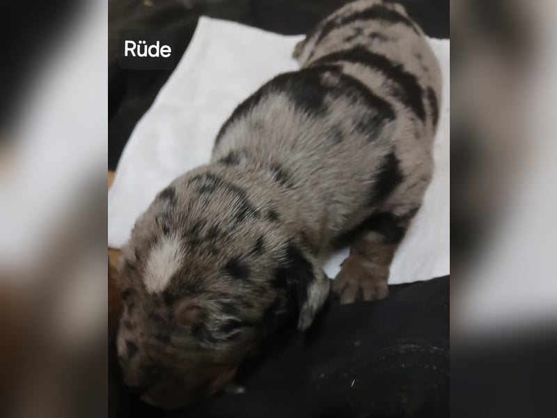 Louisiana Catahoula Leopard Dog Welpen