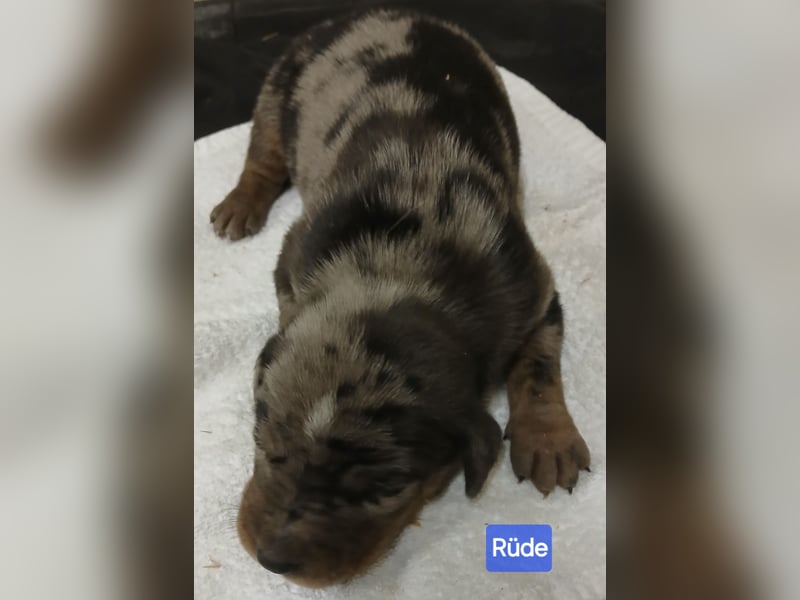 Louisiana Catahoula Leopard Dog Welpen