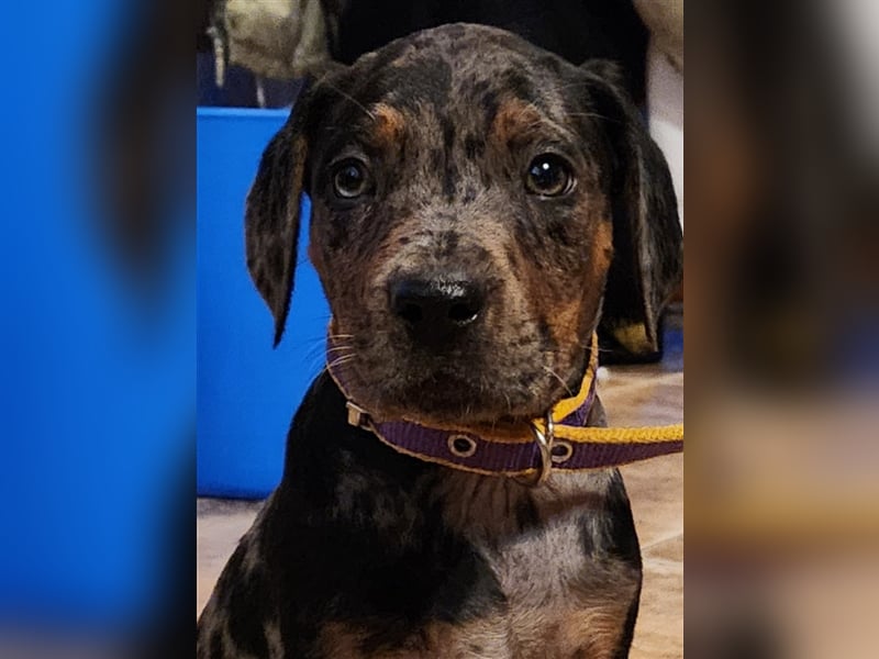 Louisiana Leopard - Catahoula