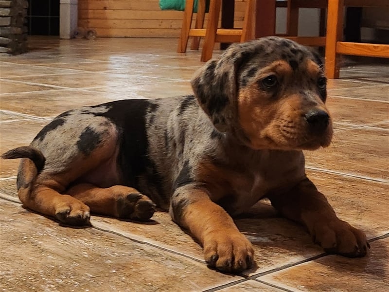 Louisiana Leopard - Catahoula