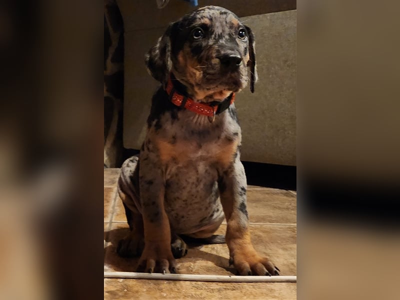 Louisiana Leopard - Catahoula