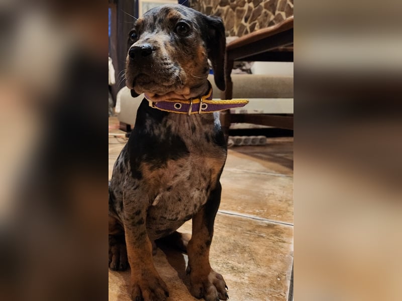 Louisiana Leopard - Catahoula