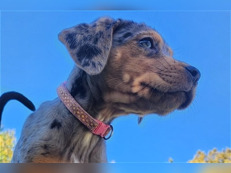 Louisiana Leopard - Catahoula