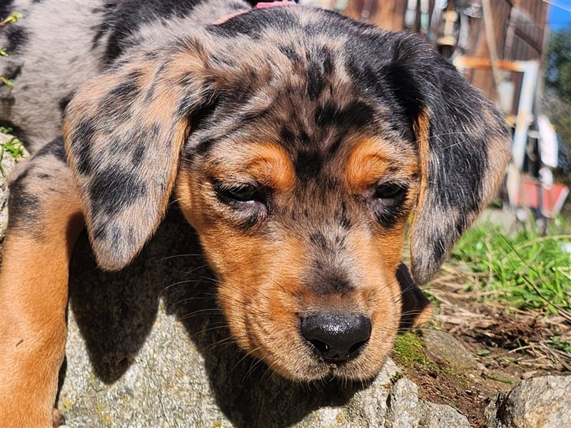 Louisiana Leopard - Catahoula