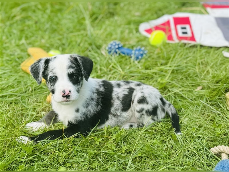 Welpen Lousiana Catahoula