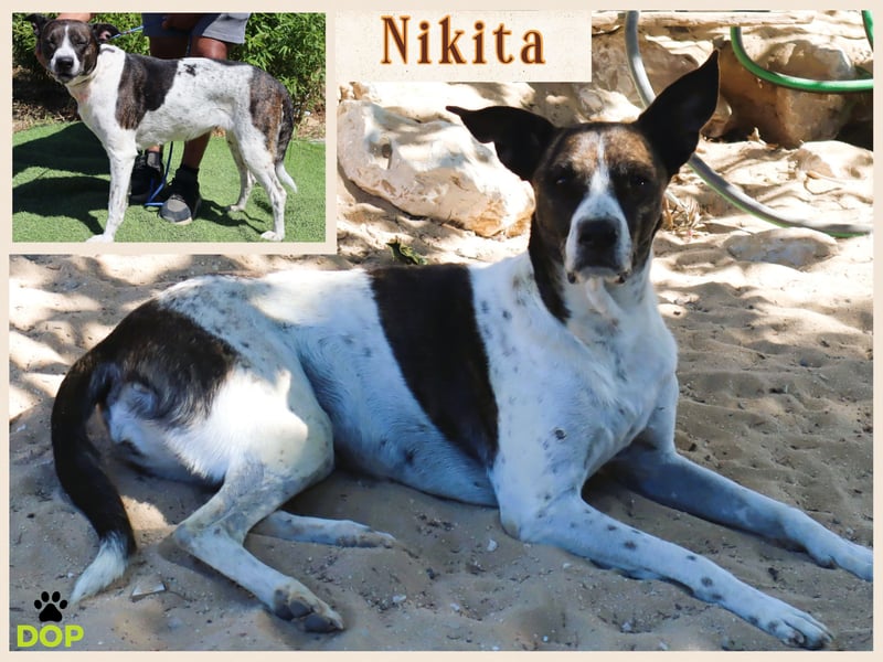 SENIORIN NIKITA ❤️ ihre Besitzerin ist gestorben - im Tierheim seit ⏳ 5/25