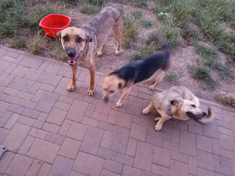 Emma – Louisiana-Leopardhund, junge Hündin