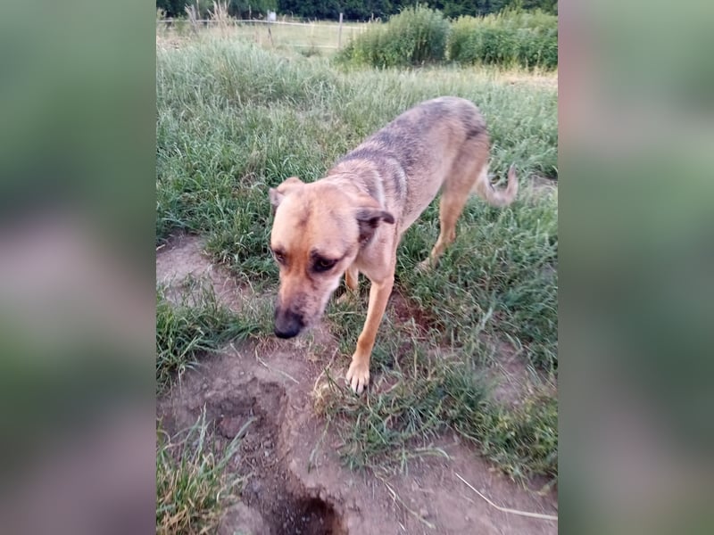 Emma – Louisiana-Leopardhund, junge Hündin