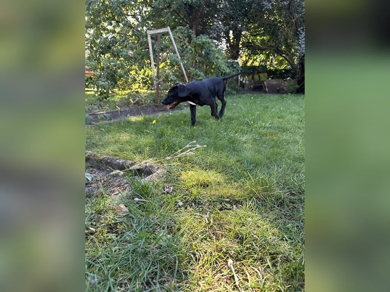 Louisana Catahoula Leopard Dog Welpen