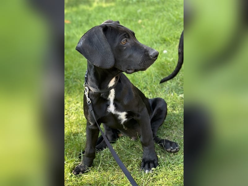 Louisana Catahoula Leopard Dog Welpen