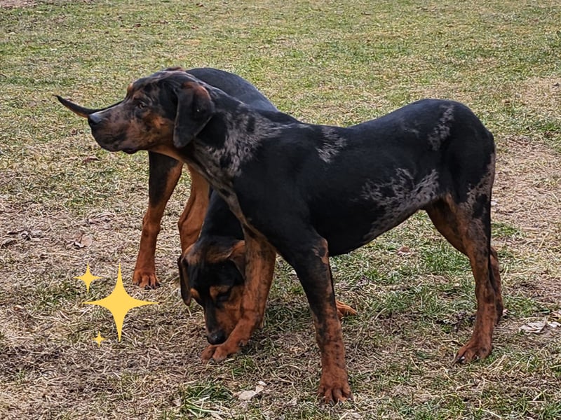 Louisiana Leopard - Catahoula