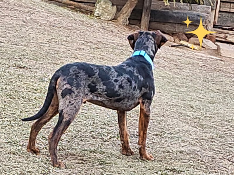 Louisiana Leopard - Catahoula