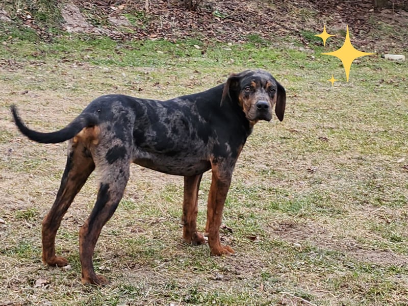 Louisiana Leopard - Catahoula