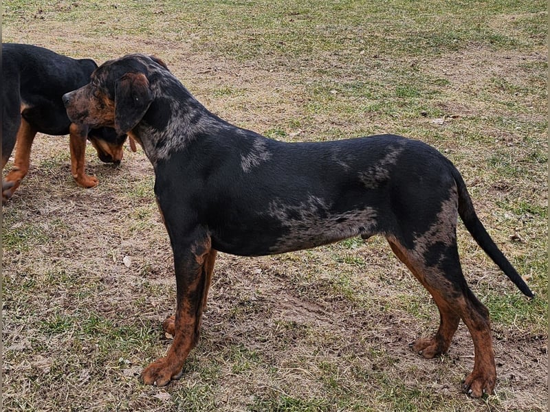 Louisiana Leopard - Catahoula