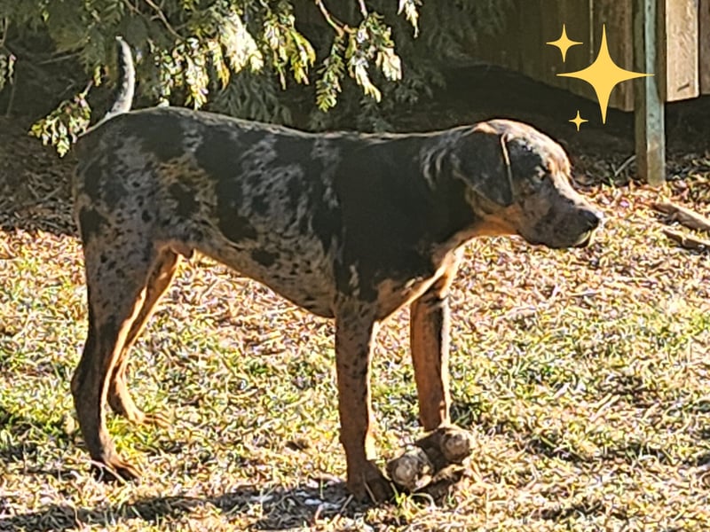 Louisiana Leopard - Catahoula