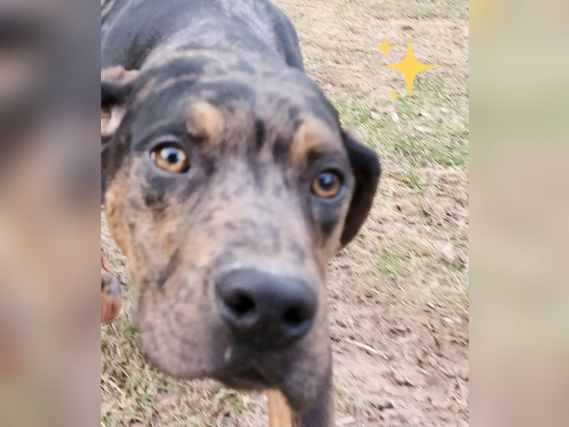 Louisiana Leopard - Catahoula