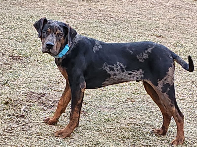 Louisiana Leopard - Catahoula