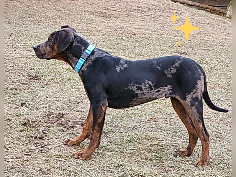 Louisiana Leopard - Catahoula