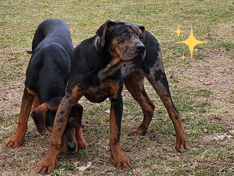 Louisiana Leopard - Catahoula