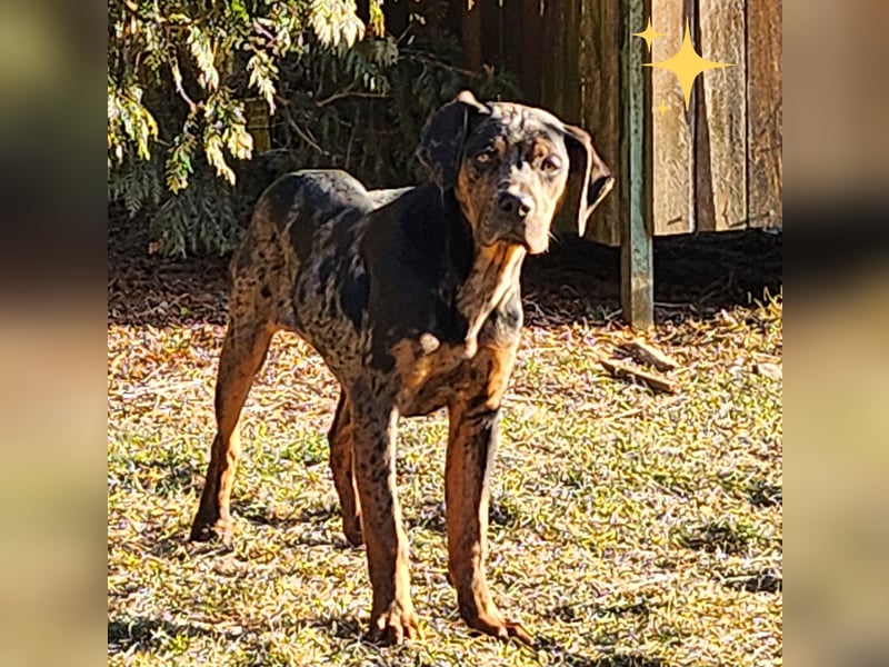 Louisiana Leopard - Catahoula