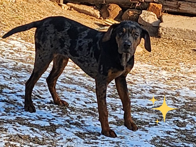 Louisiana Leopard - Catahoula