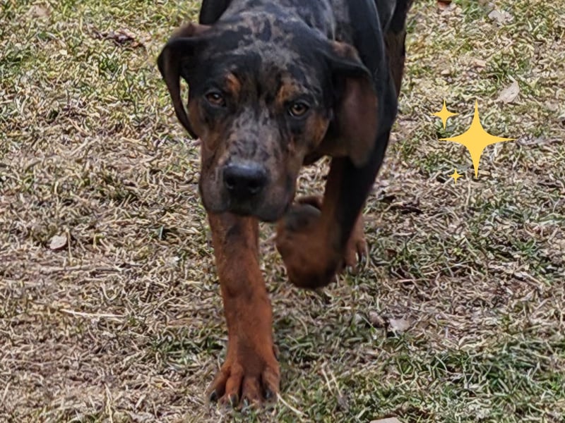 Louisiana Leopard - Catahoula