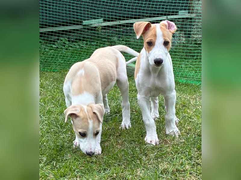 Ungarischer Windhund - Magyar Agar Welpen