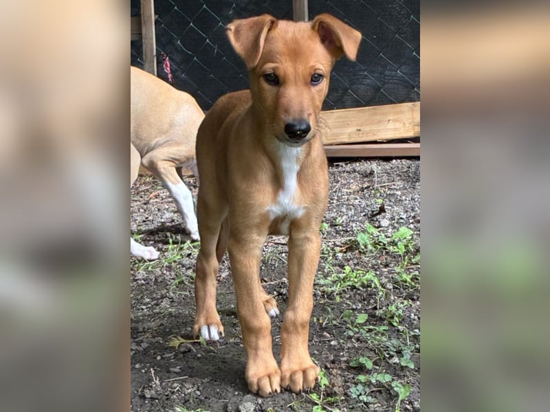 Ungarischer Windhund - Magyar Agar Welpen