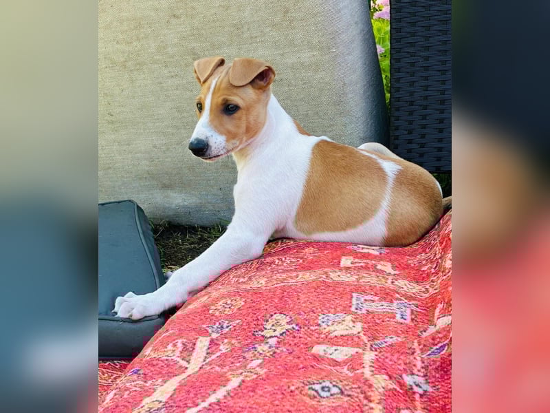 Ungarischer Windhund - Magyar Agar Welpen