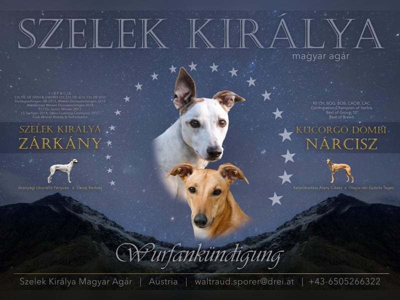 Magyar Agar - Ungarischer Windhund - Welpen