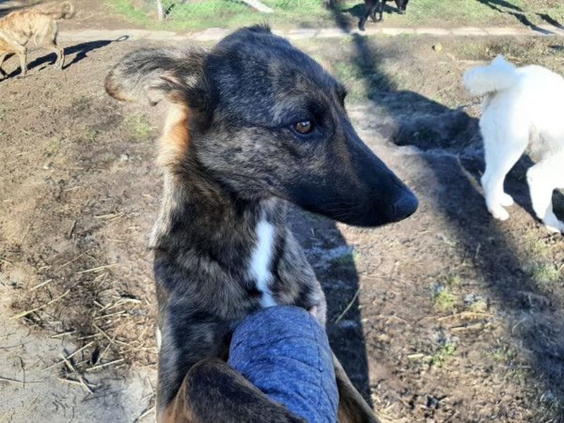 Gitta - eine ganz besondere Schönheit