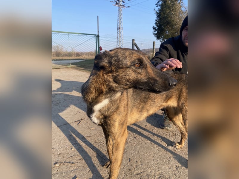 Gitta - eine ganz besondere Schönheit