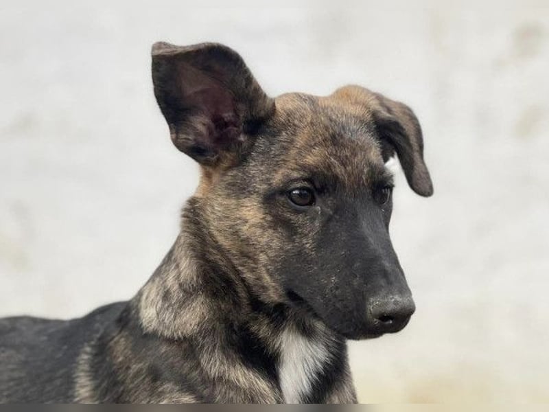 Gitta - eine ganz besondere Schönheit