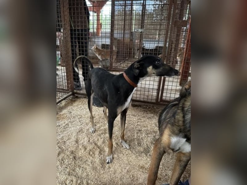 Barber sucht Rasseliebhaber