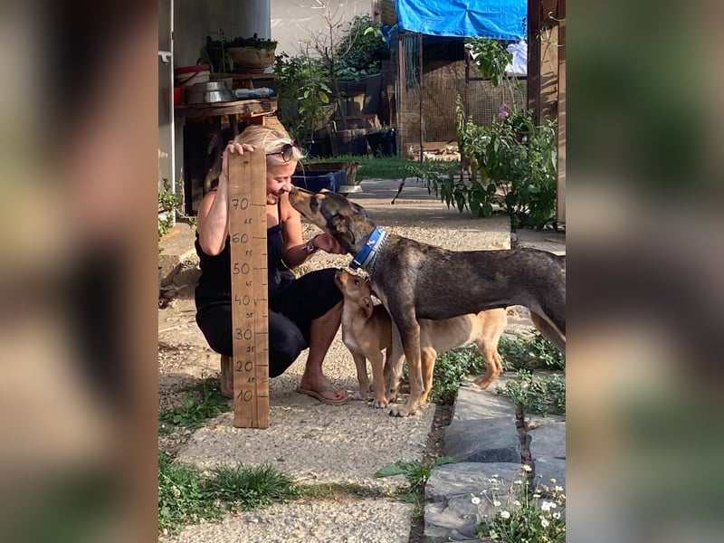 Kedves ist bereit für aktive Menschen