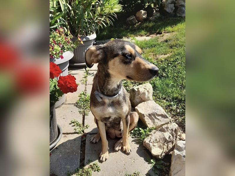 Kedves ist bereit für aktive Menschen