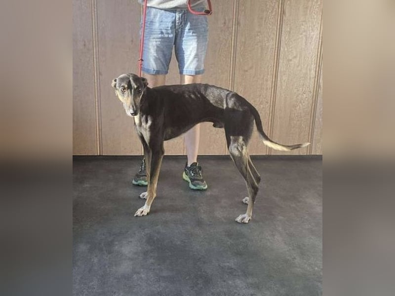 Barber sucht Rasseliebhaber