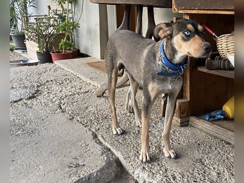 Kedves ist bereit für aktive Menschen