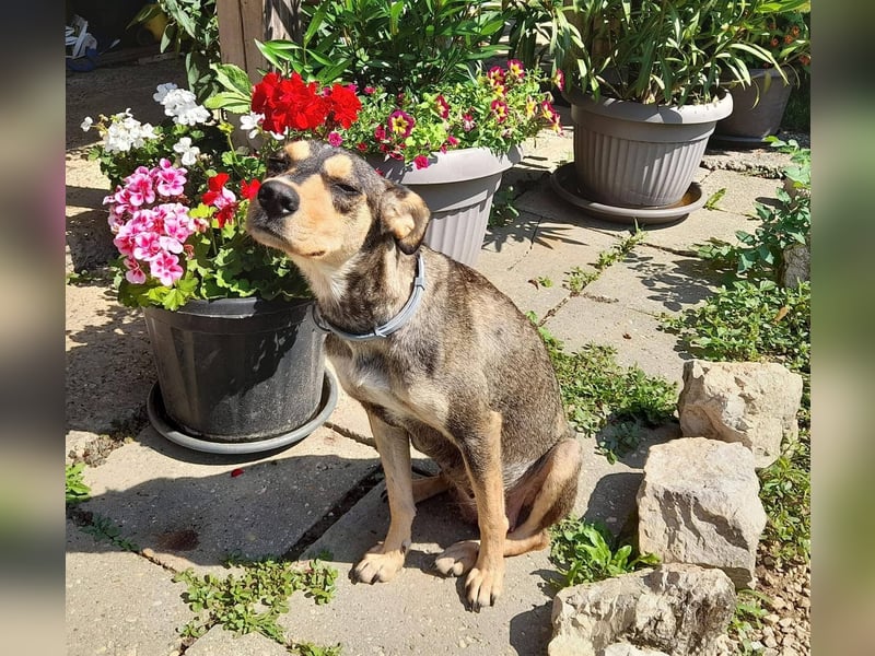 Kedves ist bereit für aktive Menschen